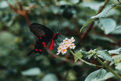 Close-up of butterfly pollinating on flower