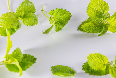 High angle view of green leaves on table