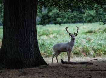 Deer on tree trunk