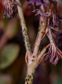 Close-up of pink flowering plant