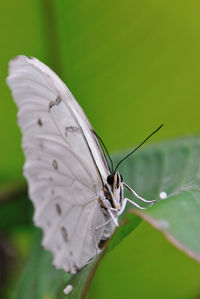 Close-up of butterfly perching on leaf
