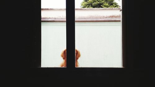 Dog looking through window