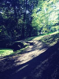 Shadow of tree in forest