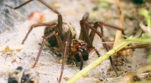 Close-up of spider on field