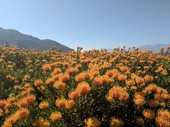 Flowers growing on landscape against clear sky