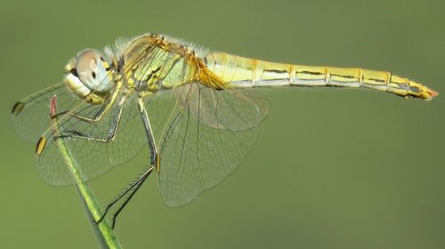 Close-up of damselfly on leaf