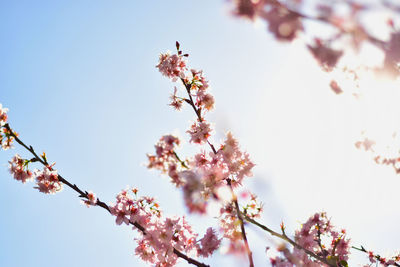 Low angle view of pink flowers blooming on tree against sky