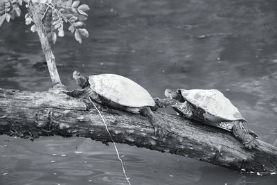 High angle view of driftwood in lake