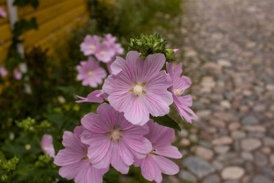 Close-up of pink flowers blooming outdoors