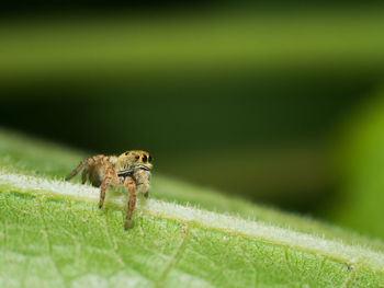 Close-up of spider