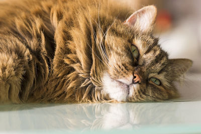 Beauty brown mackerel cat of siberian breed in relax on a glass table