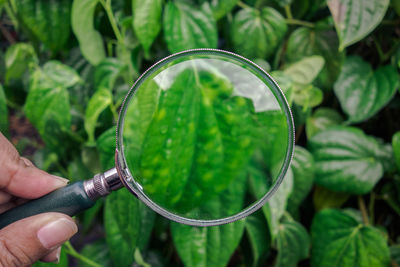 Cropped hand of person holding magnifying glass against plants