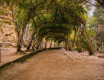 View of trees in forest