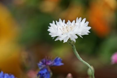 Close-up of white flowering plant