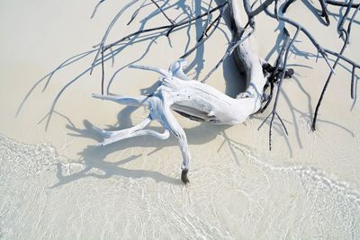 Close-up of snow on white background