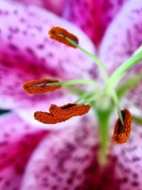 Close-up of stamen of lily 