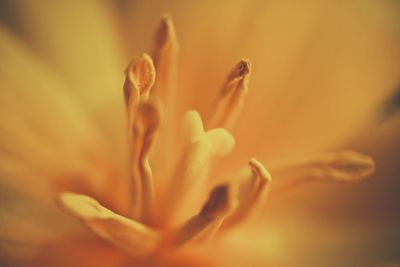 Close up of flower head