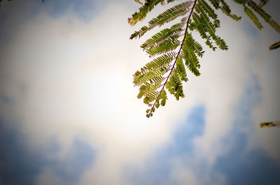 Low angle view of tree leaves against sky