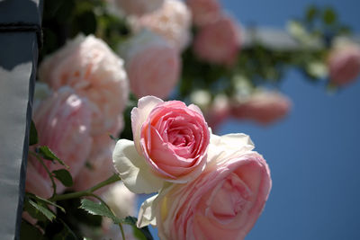 Close-up of pink roses blooming outdoors