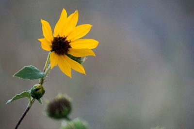 Close-up of yellow flowering plant