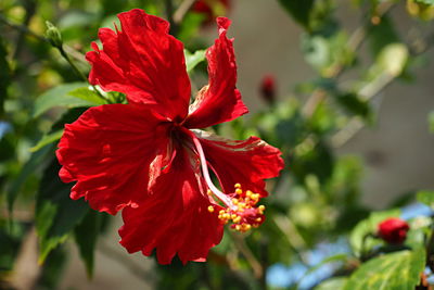 Close-up of red hibiscus flower