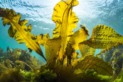 Sunlight shining down on a forest of seaweed