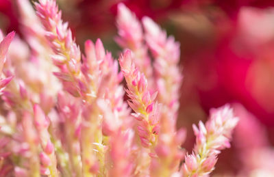 Close-up of pink flowering plant
