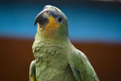 Close-up of a bird