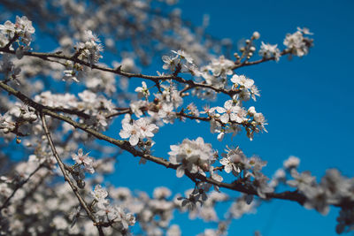 Low angle view of cherry blossoms against blue sky