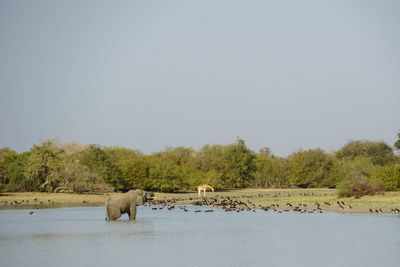 View of horse in the lake against clear sky