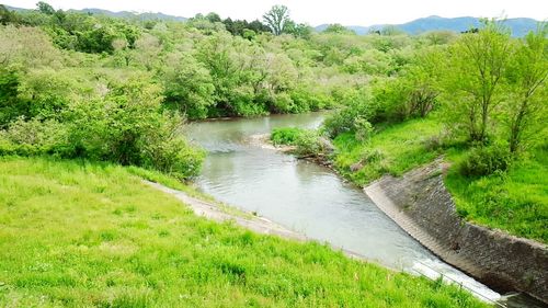 Scenic view of green landscape