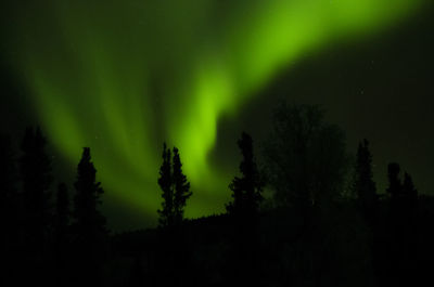 Trees against aurora polaris at night