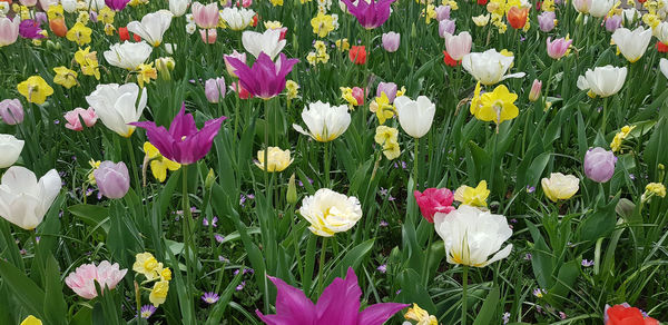 High angle view of purple crocus flowers on field