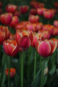 Close-up of red tulips