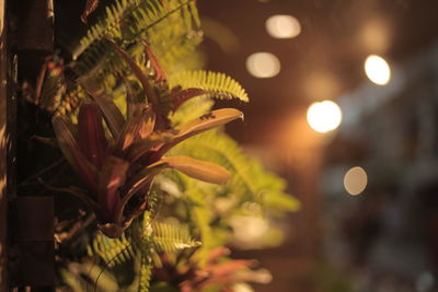 Close-up of plant at night