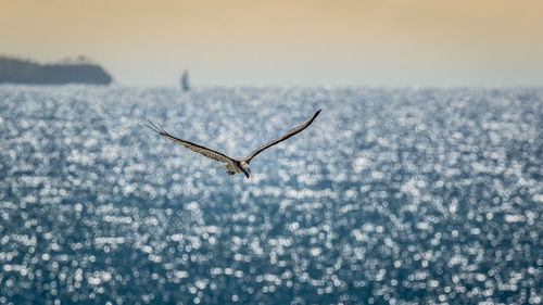 Osprey flying over sea during sunset