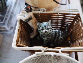 Cat looking away in basket