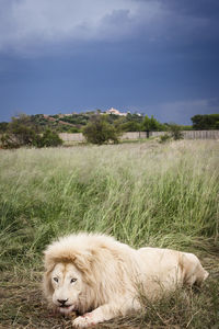 White lion on grassy field against sky