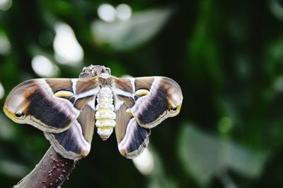 Moth on plant