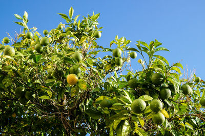 Low angle view of fruits growing on tree against sky