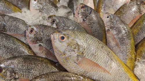 Close-up of fish for sale in market