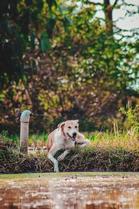 Dog looking away on field