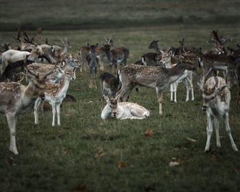 Flock of deer on field