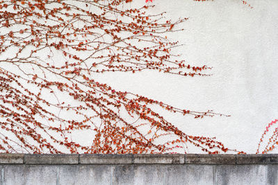 Close-up of ivy on wall