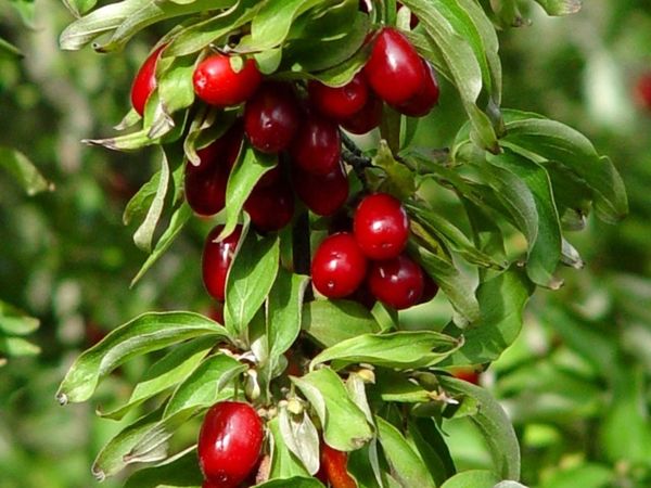 CLOSE-UP OF RED FRUIT