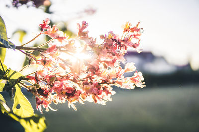 Close-up of cherry blossoms in spring