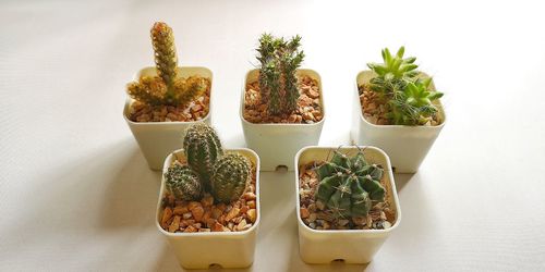 High angle view of potted plants on table