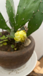 Close-up of potted plant