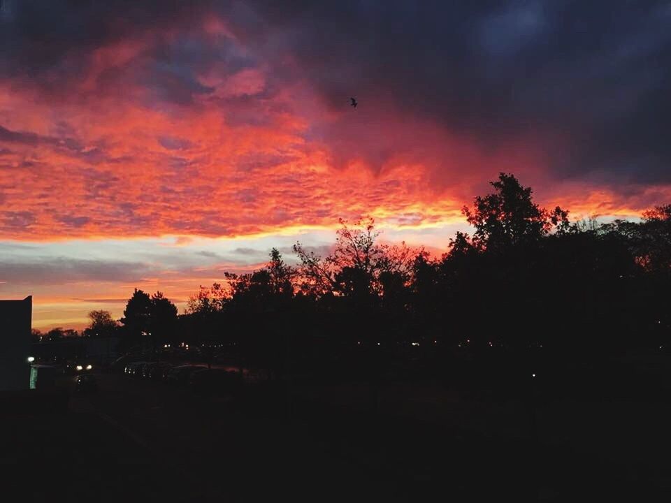 SILHOUETTE TREES AGAINST SKY DURING SUNSET