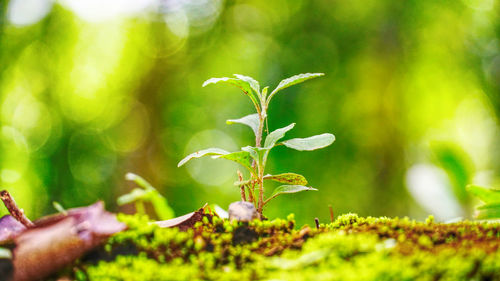 Close-up of plant against blurred background